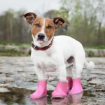 Best_Dog_Boots_when_Traveling