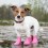 Tips to Select the Dog’s Boots for Traveling
