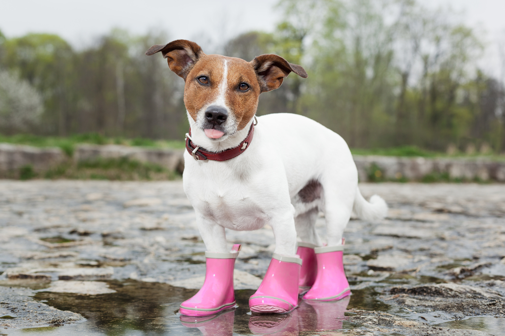 Best_Dog_Boots_when_Traveling