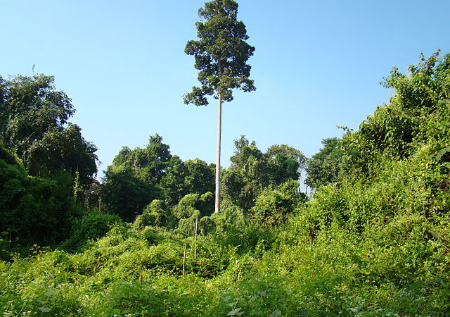 Hoollongapar-Gibbon-Sanctuary