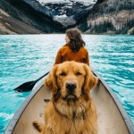 3-travel-with-your-dog