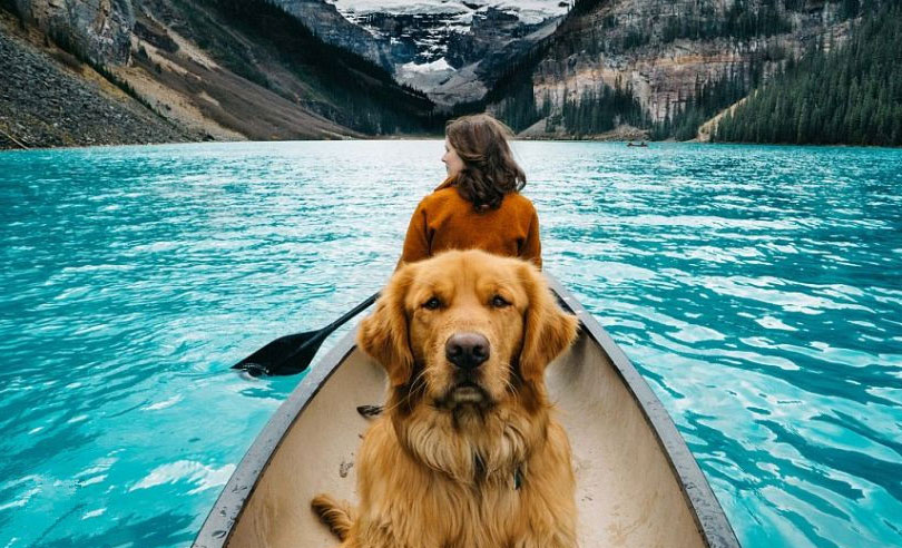 3-travel-with-your-dog