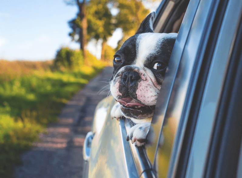 traveling-with-your-dog
