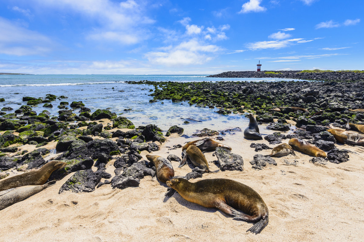 Galapagos Islands – The Best Place for Exploring Rare Wildlife Species ...