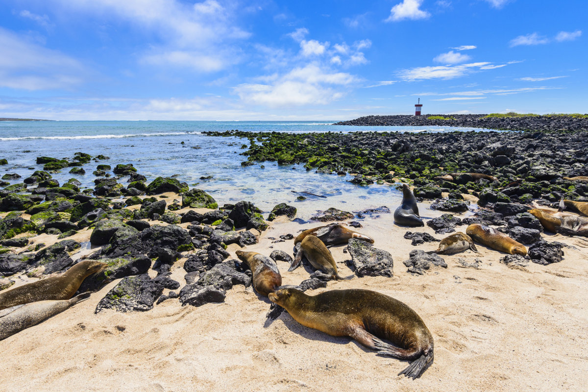 Galapagos Islands – The Best Place for Exploring Rare Wildlife Species