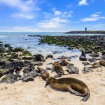 Galapagos Islands – The Best Place for Exploring Rare Wildlife Species