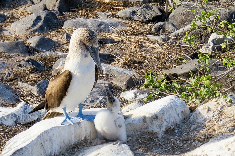 blue-footed-booby-2422192_960_720