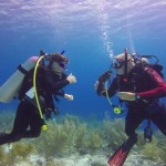 Dip ‘N Dive