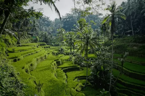 Tegallalang-Rice-Terrace