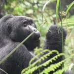 gorilla-trekking-rwanda