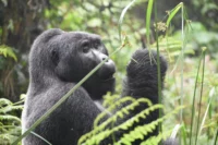 gorilla-trekking-rwanda
