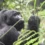 Which is the Best Time to go Gorilla Trekking in Rwanda?