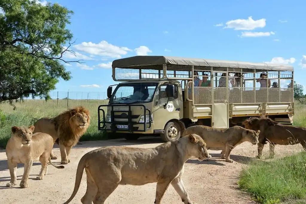 Wildlife Adventure at Lion & Safari Park